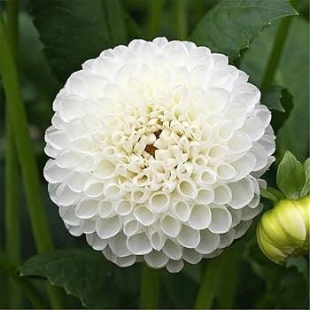 Bulbi di Dalia Fleurel Bianca – Fiore gigante elegante