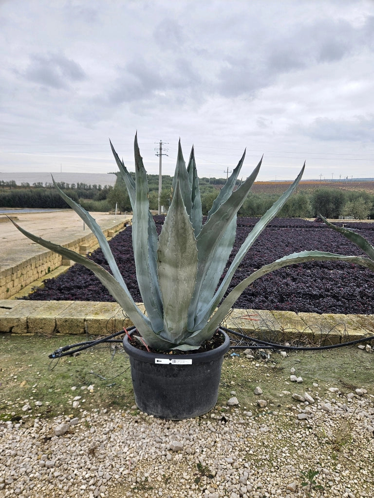 AGAVE AMERICANA VASO 70 Lt.100