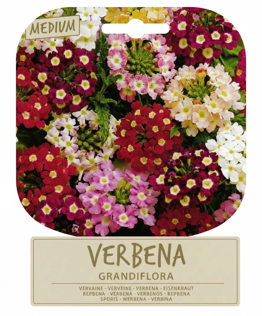 SEMI PER PRATO UNIVERSALE verbena grandiflora  - SGARAVATTI