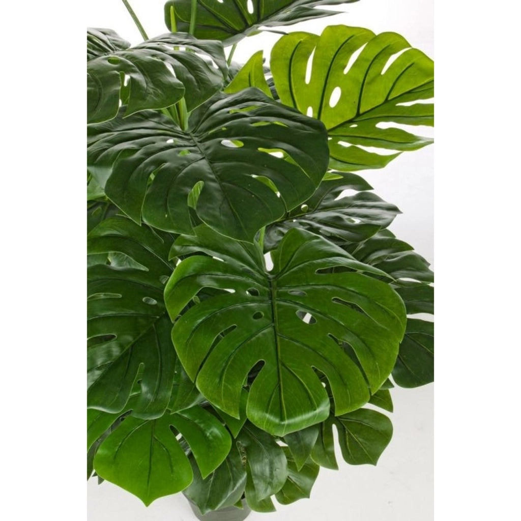 Pianta filodendro c-vaso 23foglie h - 120cm