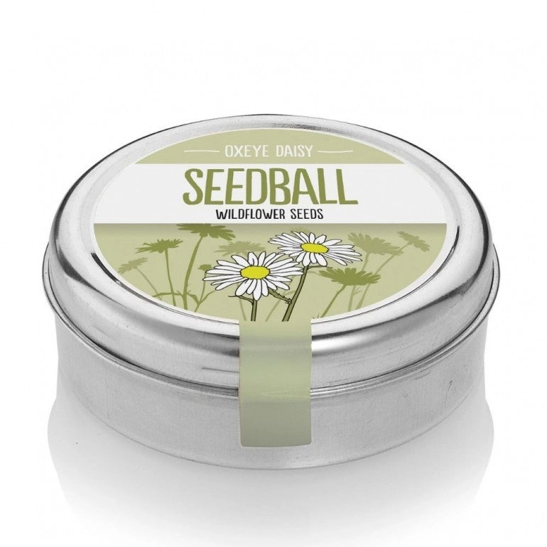Oxeye Daisy - mix di Margherite, confezione in alluminio
