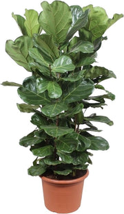 Ficus Lyrata albero XL - 180 cm - diametro 45 cm