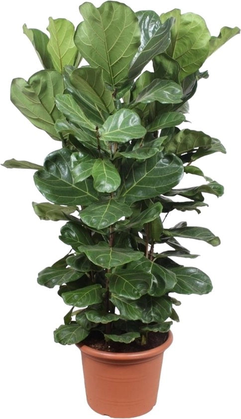 Ficus Lyrata albero XL - 180 cm - diametro 45 cm