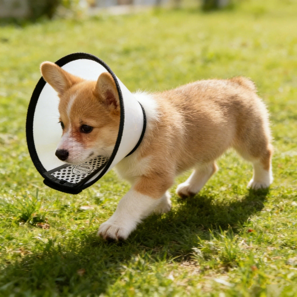 Collare Elisabettiano Regolabile per Cani e Gatti ¨C Zephmum ¨C Nero
