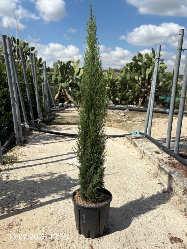CUPRESSUS SEMPERVIRENS TOTEM VASO 24