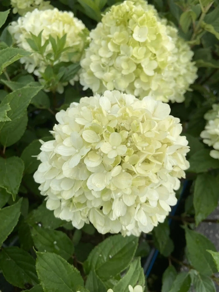 Gardenaria Ortensia - Hydrangea Paniculata 'Little Fresco' - Pianta acidofila ornamentale da esterno Altezza: 40/50 cm (vaso19)