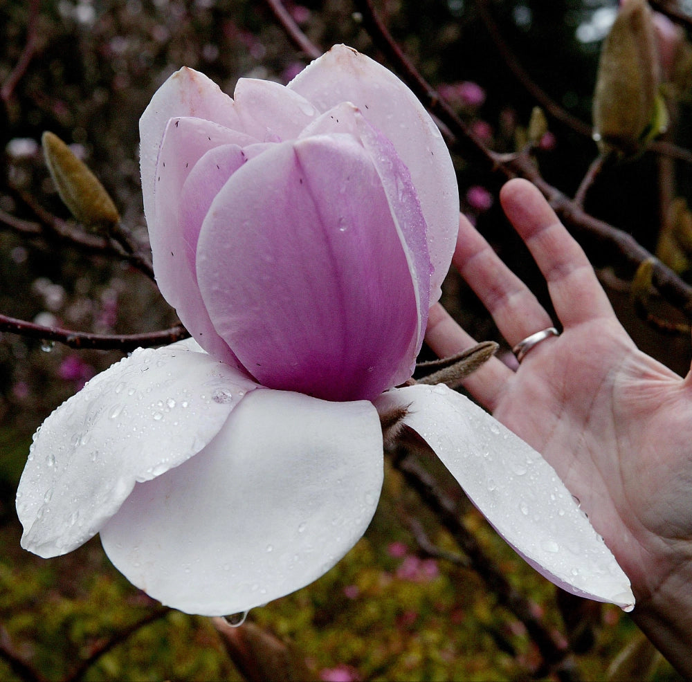 Pianta di Magnolia Atlas fiori Giganti in vaso 18 cm AMDGarden