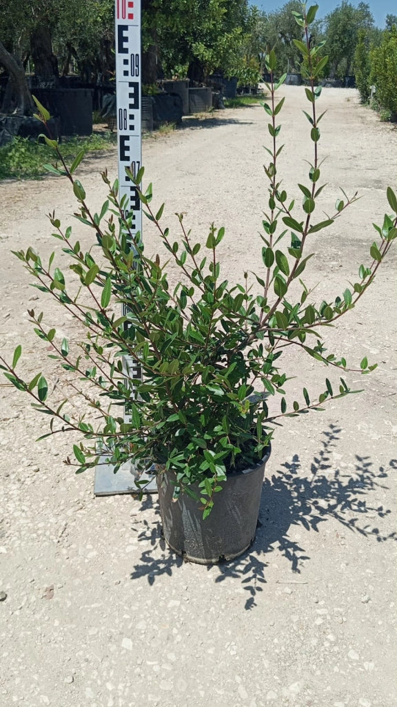 PHILLYRREA ANGUSTIFOLIA (ILATRO SOTTILE) VASO 24