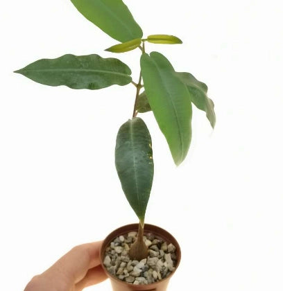 Fockea natalensis