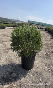 PHILLYREA ANGUSTIFOLIA PALLA 40
