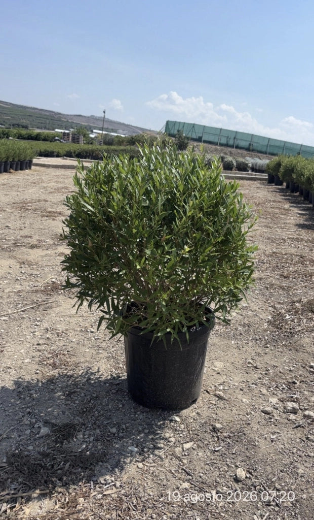 PHILLYREA ANGUSTIFOLIA PALLA 40