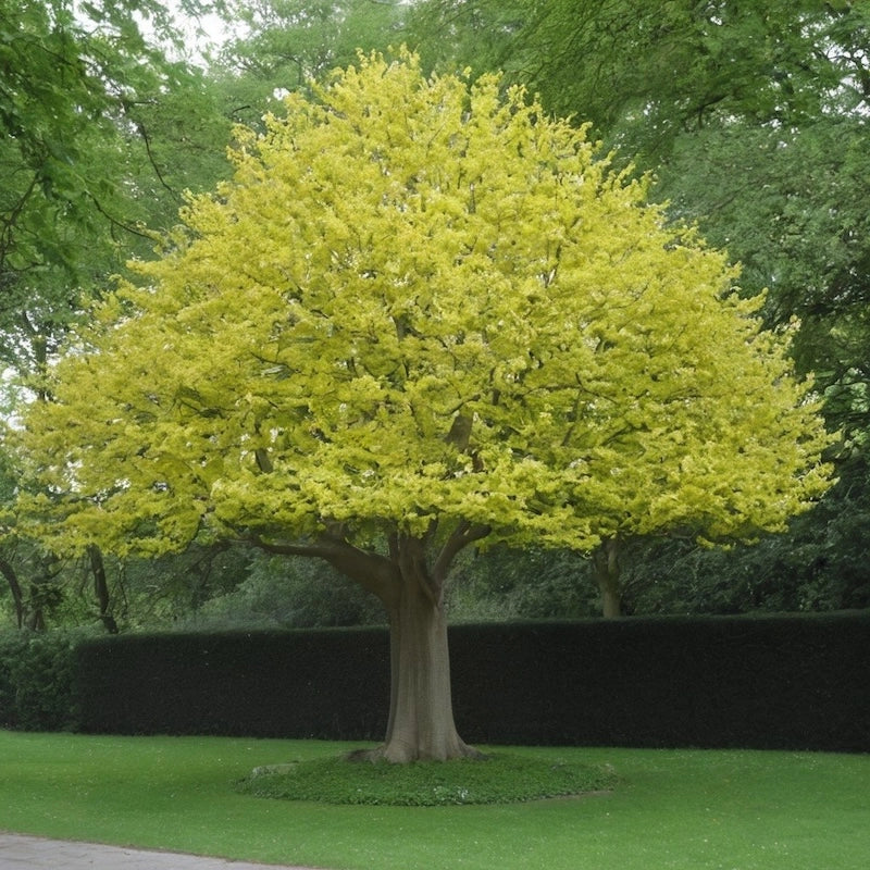 Liriodendron Tulipifera ALBERO DEI TULIPANI fiore BIANCO in vaso 18 cm AMDGarden