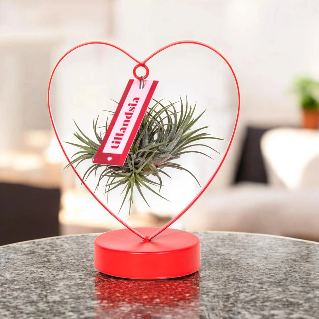 Gardenaria Tillandsia 'Heart' - Pianta da interno ornamentale Altezza: 23 cm (vaso 10)