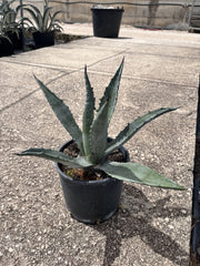 AGAVE AMERICANA VASO 18
