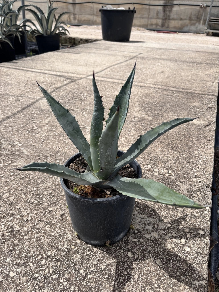 AGAVE AMERICANA VASO 18