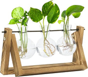 Terrario per la Propagazione con Supporto in Legno