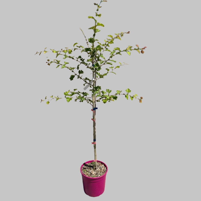 Biancospino Fiore rosa Crataegus Laevigata Rosea FlorePleno h 100 in vaso 18 cm
