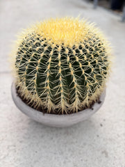 ECHINOCACTUS GRUSONII CIOTOLA 40