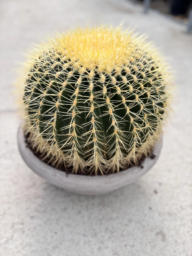 ECHINOCACTUS GRUSONII CIOTOLA 40