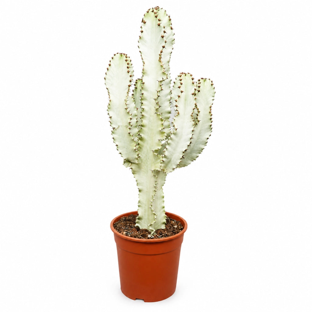 Gardenaria Euphorbia ingens variegata - Pianta da interno ornamentale Altezza: 55 cm (vaso 20)
