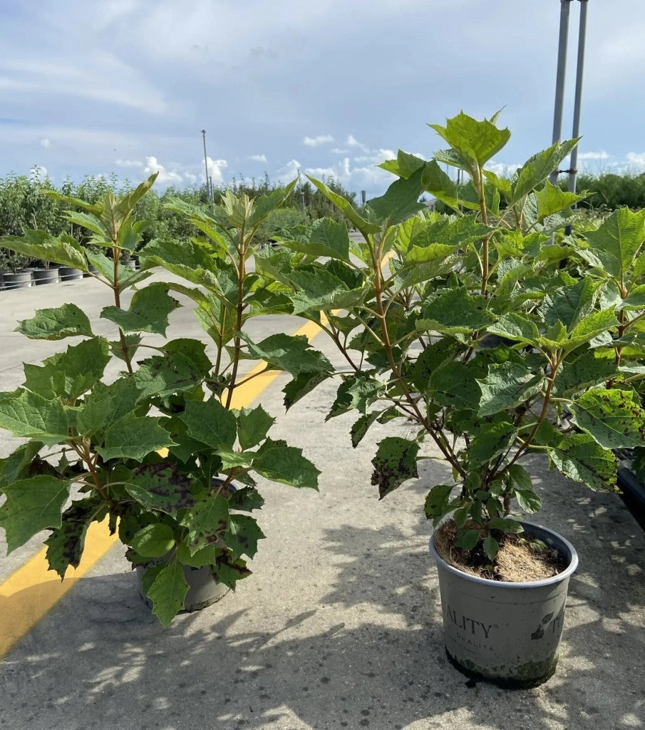Gardenaria Ortensia - Hydrangea Quercifolia 'Alice' - Pianta acidofila ornamentale da esterno Altezza: 40/50 cm (vaso19)