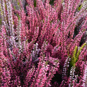 pianta Calluna vulgaris (erica selvatica)
