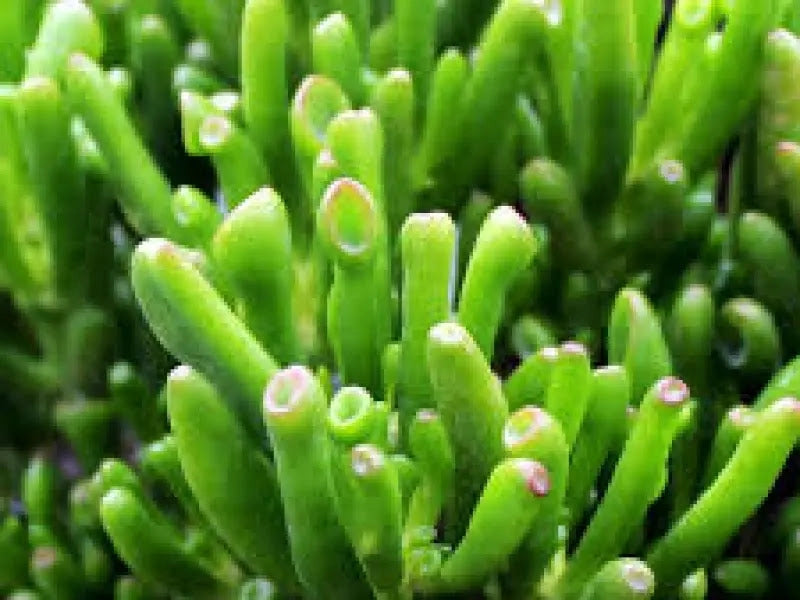 Gardenaria Crassula ovata 'Hobbit' - Pianta da interno ornamentale Altezza: 20 cm (vaso 15)