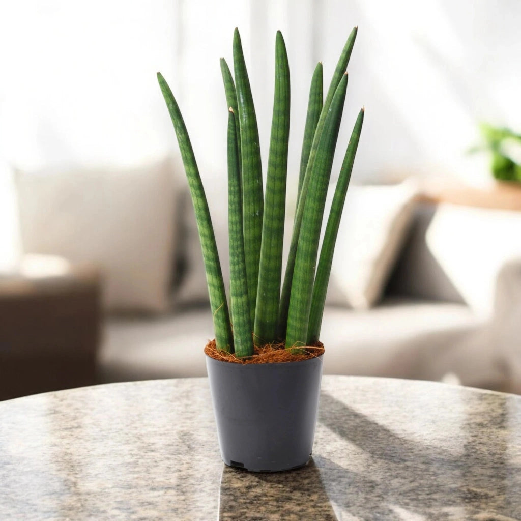 Gardenaria Sansevieria cylindrica 'Spaghetti' - Pianta da interno ornamentale Altezza: 40 cm (vaso 12)