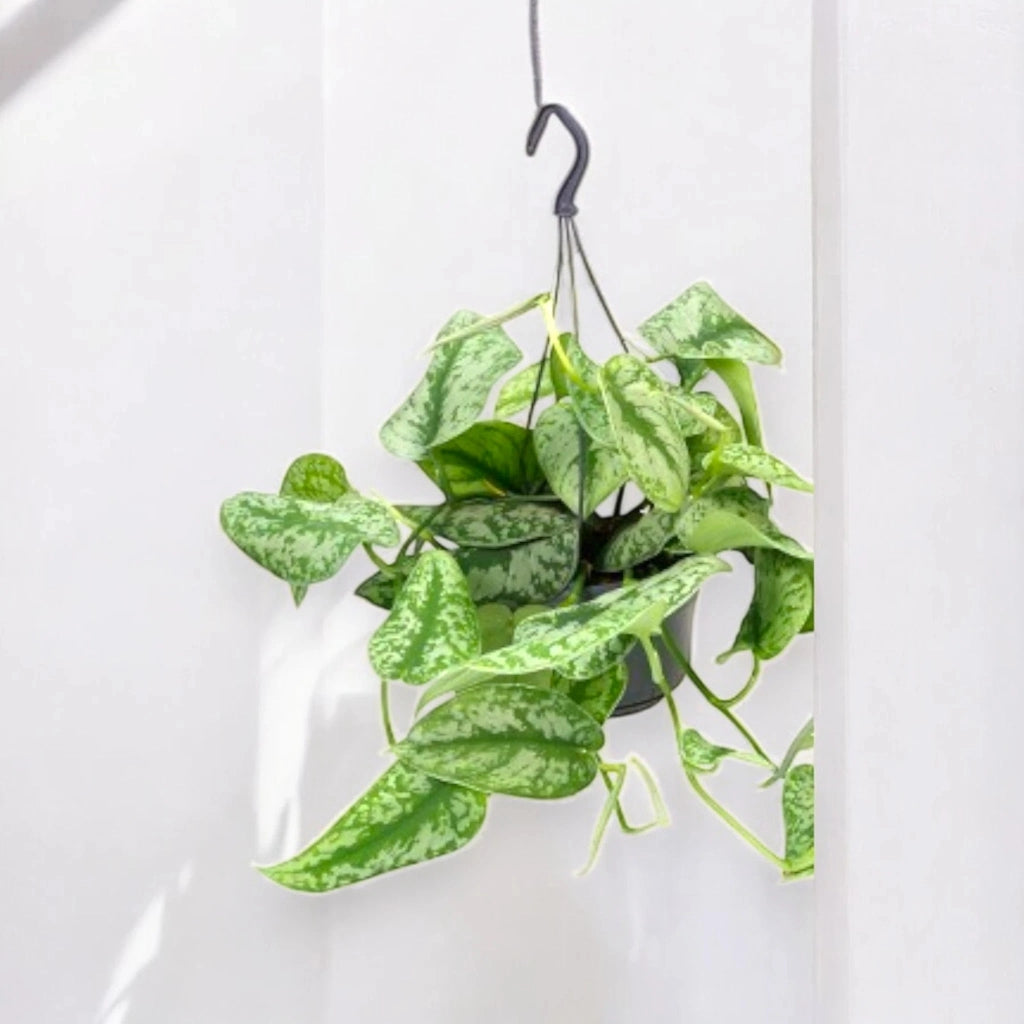 Gardenaria Scindapsus pictus 'Trebie' - Pianta da interno ornamentale Altezza: 30 cm (vaso 15)