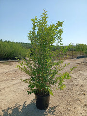 LIGUSTRUM JAPONICUM CESP.40
