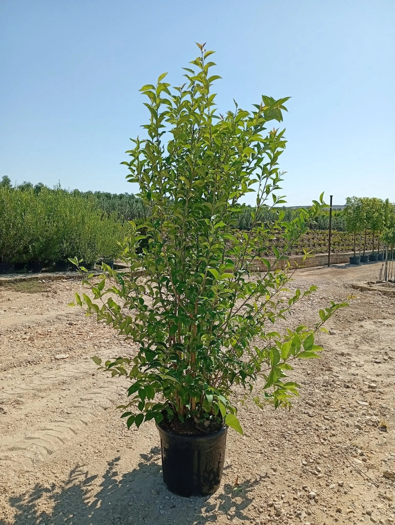 LIGUSTRUM JAPONICUM CESP.40
