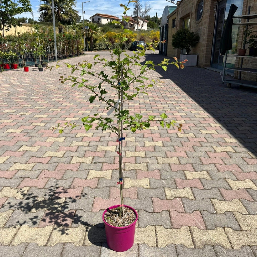 Biancospino Fiore rosa Crataegus Laevigata Rosea FlorePleno h 100 in vaso 18 cm