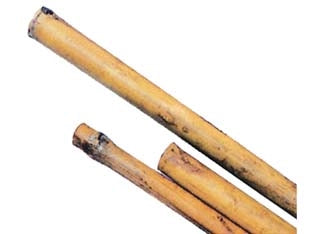 CANNA BAMBOO- - mm.24/26 h.240 - 50 pezzi T-REX