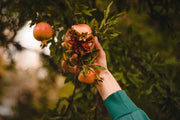 PUNICA GRANATUM NANUM CESP.17