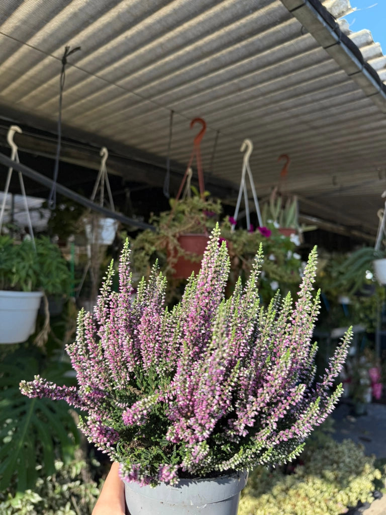pianta Calluna vulgaris (erica selvatica)
