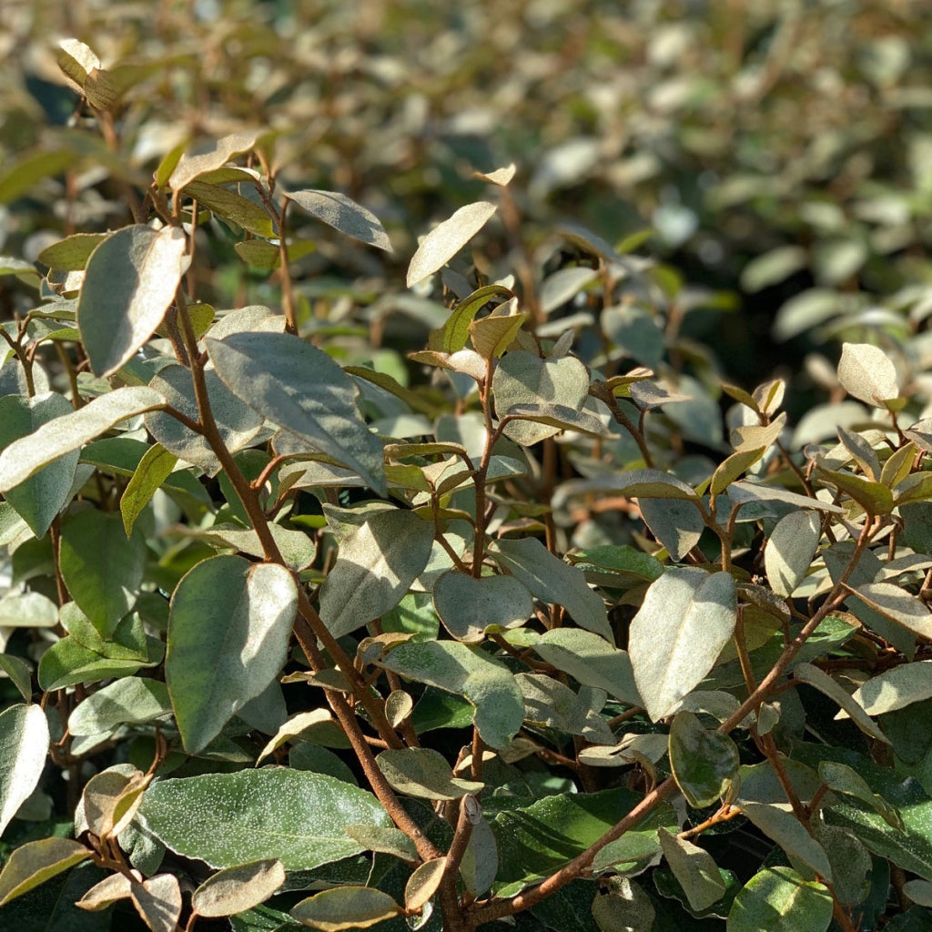 ELEAGNUS EBBINGEI COMPACTA PALLA 55