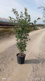 QUERCUS ILEX CESP.30 Lt.15