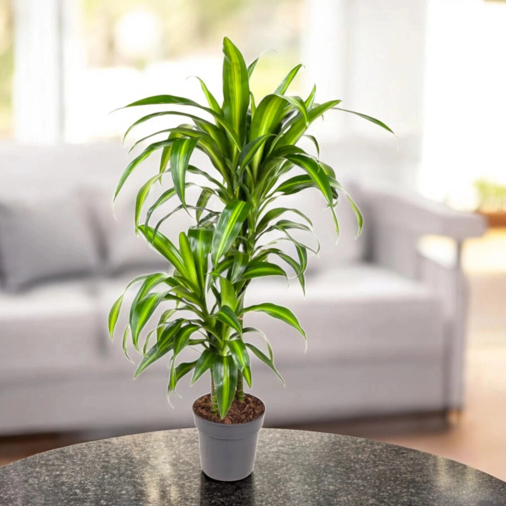 Gardenaria Dracaena fragrans 'Hawaiian Sunshine' - Pianta da interno ornamentale Altezza: 130 cm (vaso 24)
