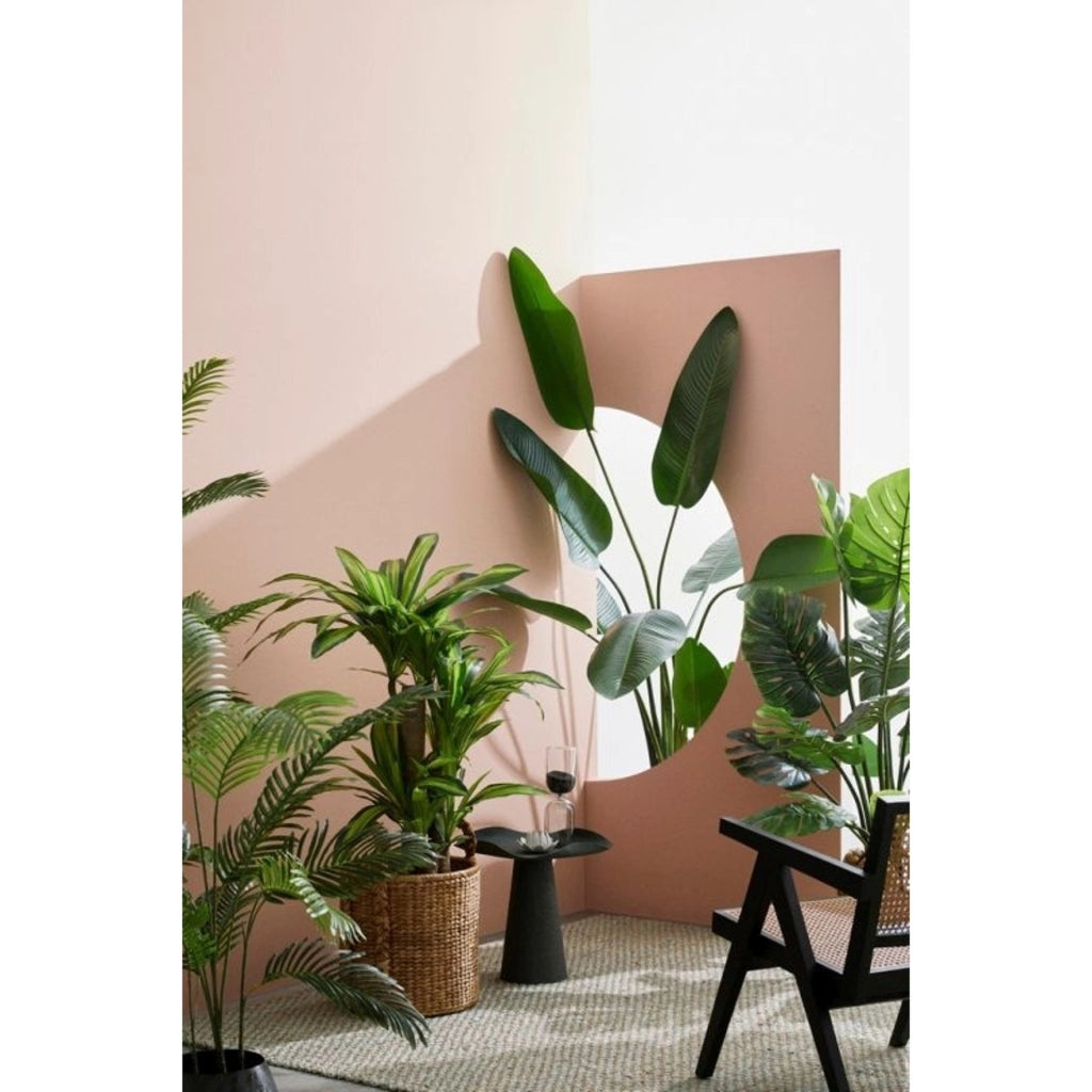 Pianta filodendro c-vaso 23foglie h - 120cm