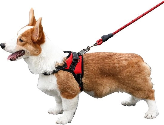 Cinturone per cani con doppia supporto pettorale e dorsale - Adatto a cani piccoli, medi e grandi - Sicuro e confortevole - Forma perfetta - Accessori per animali domestici - Porta harnaschi.