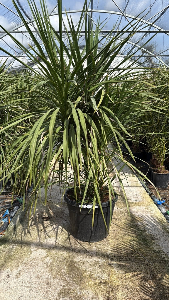 CORDYLINE AUSTRALIS VASO 70
