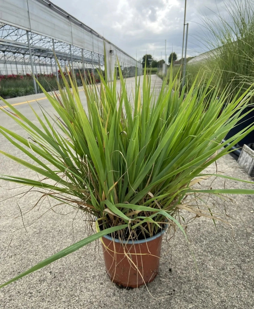 Gardenaria Calamagrostis acutiflora 'Overdam' - Graminacea ornamentale da esterno Altezza: 60 cm (vaso 17)