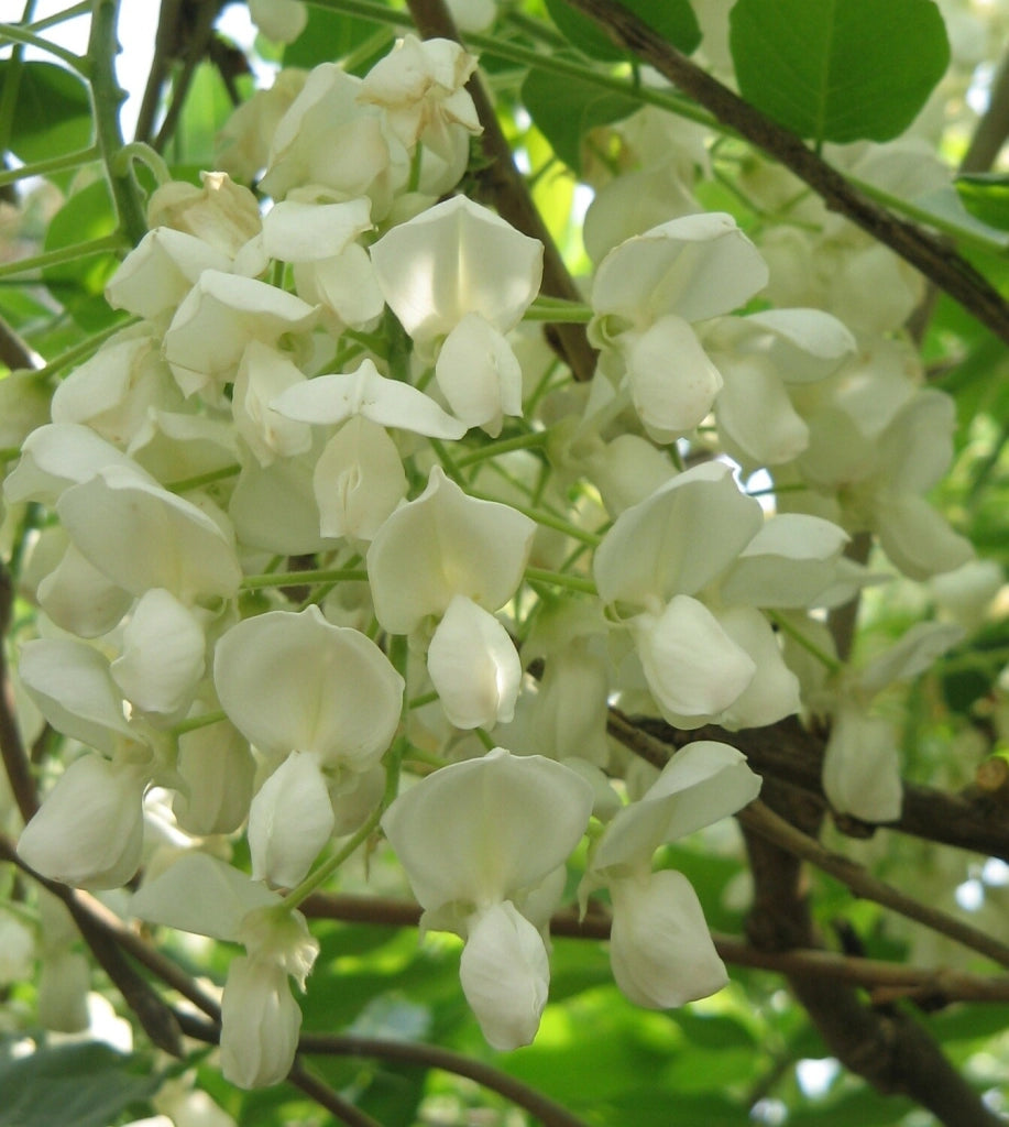 WISTERIA SINENSIS ALBA (Glicine) SPALL.40 (L.75 - H.160)