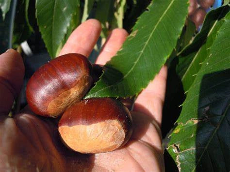 Pianta di Castagno Bouche De Betizac innestata foto reali H 150cm