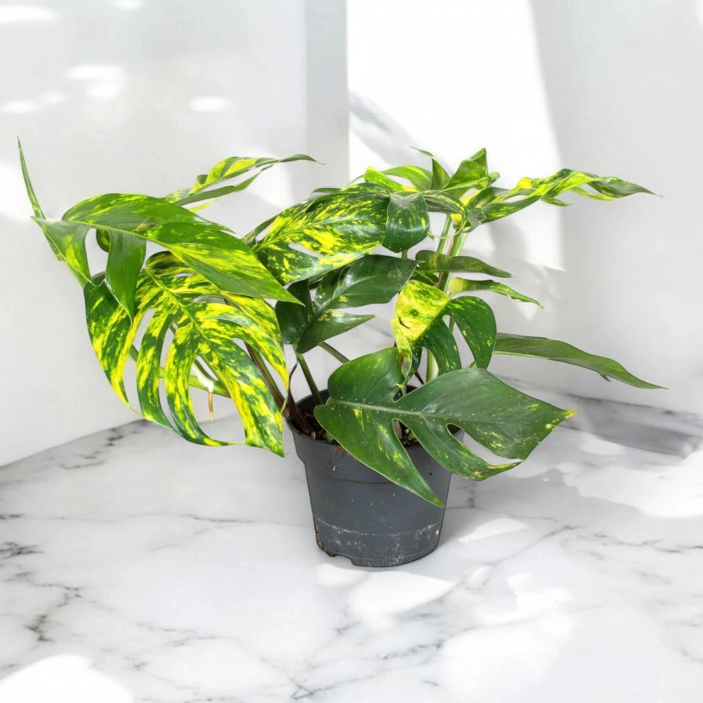 Gardenaria Epipremnum pinnatum 'Cintho goldfinger' - Pianta da interno ornamentale Altezza: 30 cm (vaso 17)