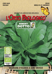 SEMENTI VALERIANA D'OLANDA SEME GROSSO