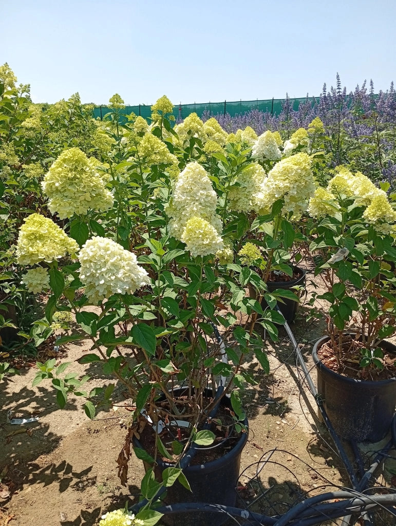 HYDRANGEA PANICULATA (Ortensia) LIMELIGHT CESP.40