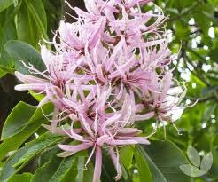 CALODENDRUM CAPENSE CALODENDRUM CAPENSE ( CASTAGNA DEL CAPO )