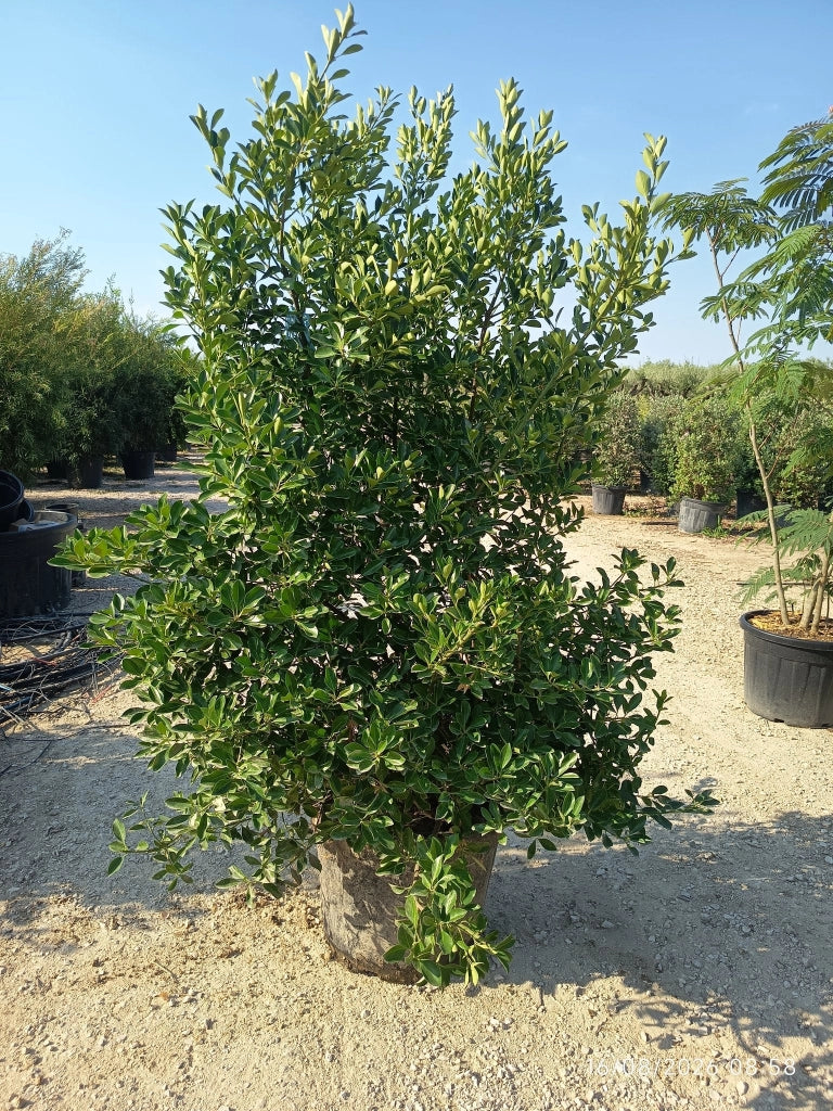 EUONYMUS JAPONICUS CESP.55 (E.Q.)