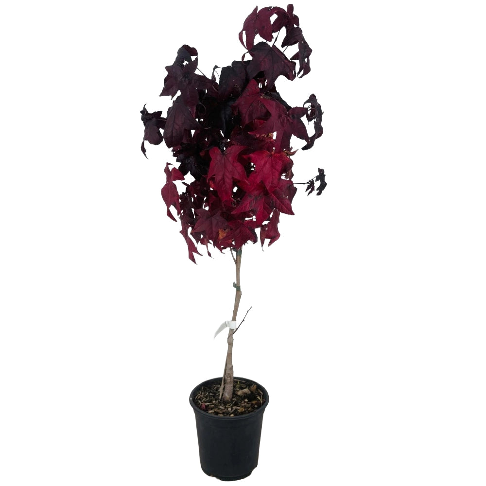 Pianta Albero di LIQUIDAMBAR STYRACIFLUA GUMBALL h60cm vaso18 FOTO REALE